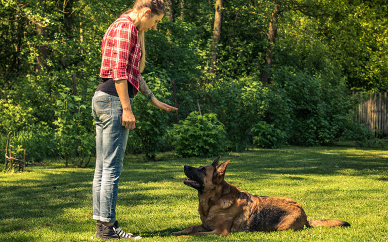 Dog Jumping Featured New