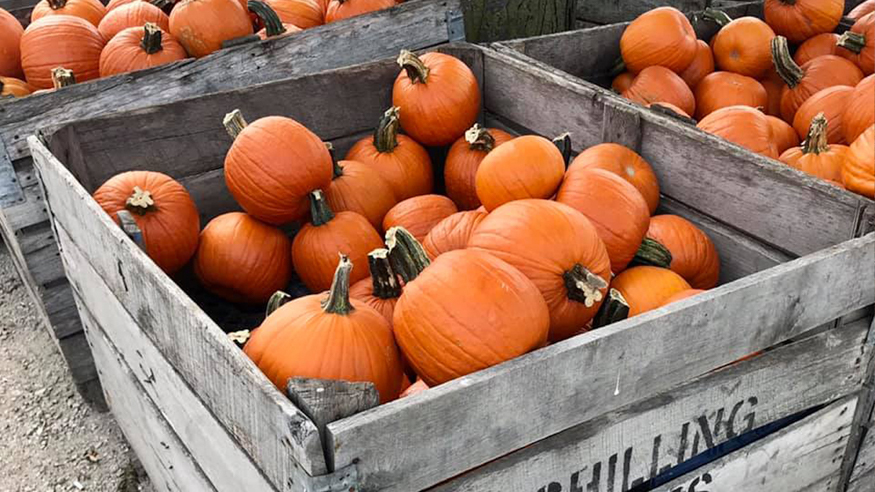 Crate of Pumpkins