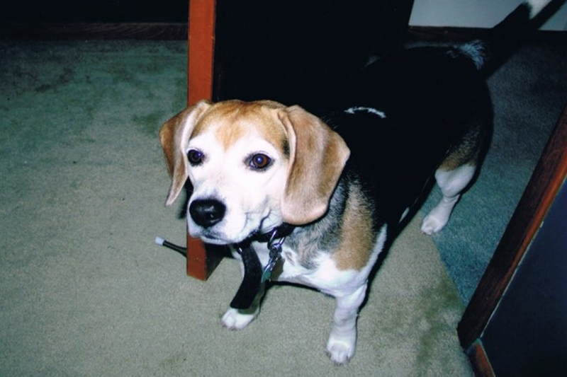 Louie, a mischievously lovable beagle