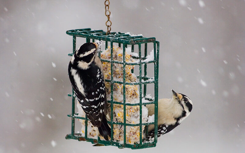Protect you feathered friends with advice from Jerry Smith Feed & Seed