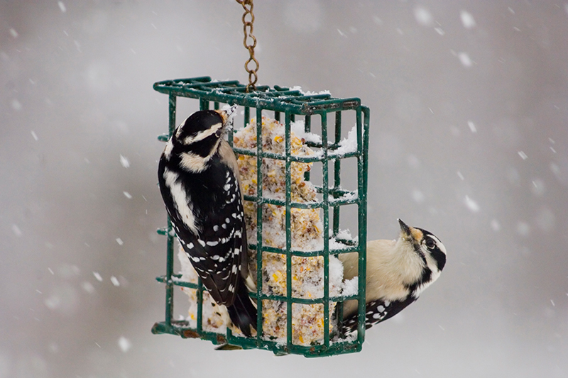 Protect you feathered friends with advice from Jerry Smith Feed & Seed