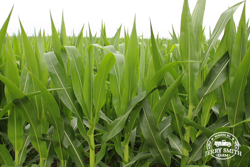 Jerry Smith Corn