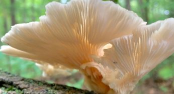 Capturing Kenosha: On the hunt for wild mushrooms