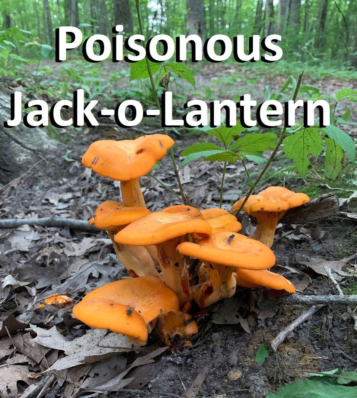 Capturing Kenosha On the hunt for wild mushrooms