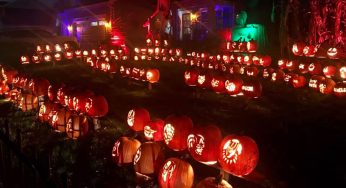 Peterson’s Pumpkin Patch to raise money for Safe Harbor Humane Society this year
