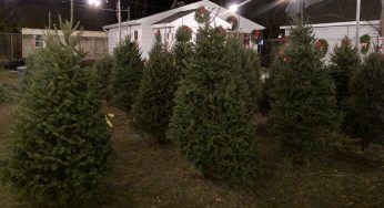 Real tree tips from the owners of Gretzinger’s Christmas Tree Lot