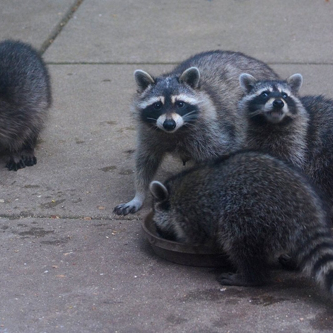 racoon 71lTdMCvBKL._UF350,350_QL50_.jpg