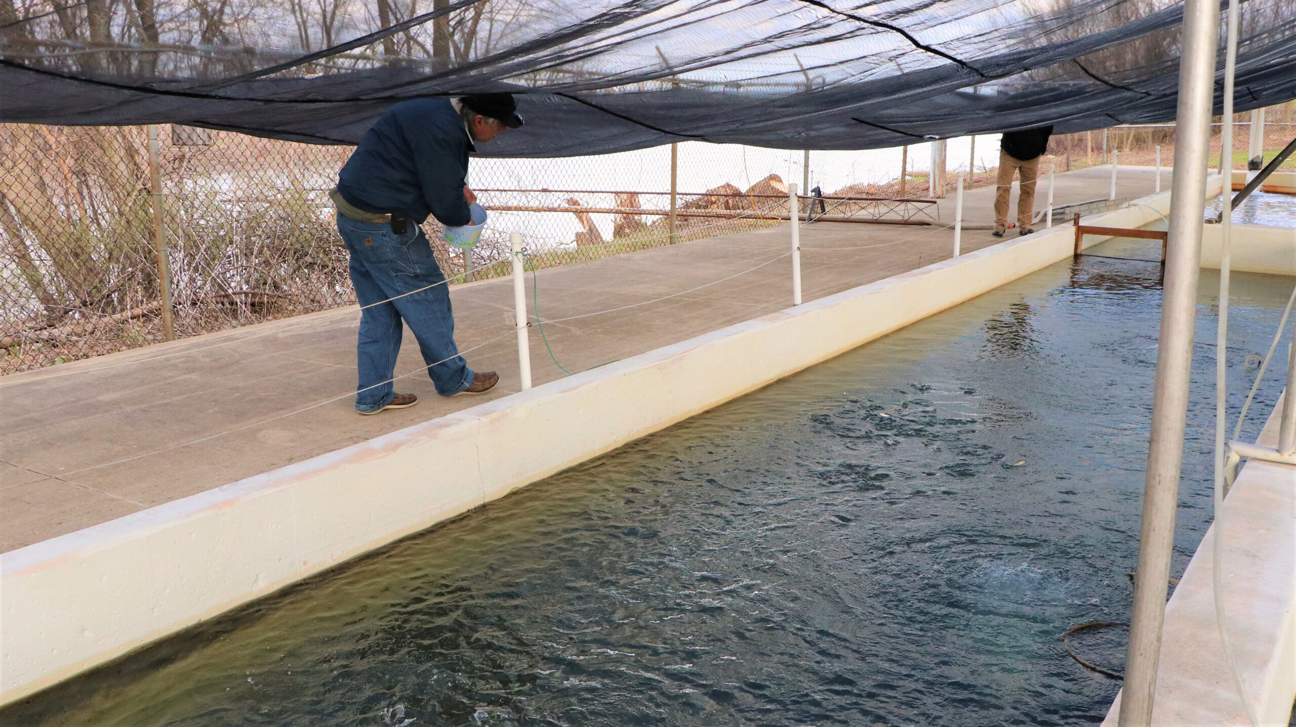 Capturing Kenosha Fish rearing pond has been active as usual this