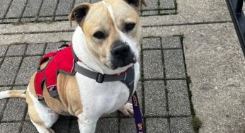 Safe Harbor/Kenosha.com Pet of the Week: Skeleton (aka Wrigley)