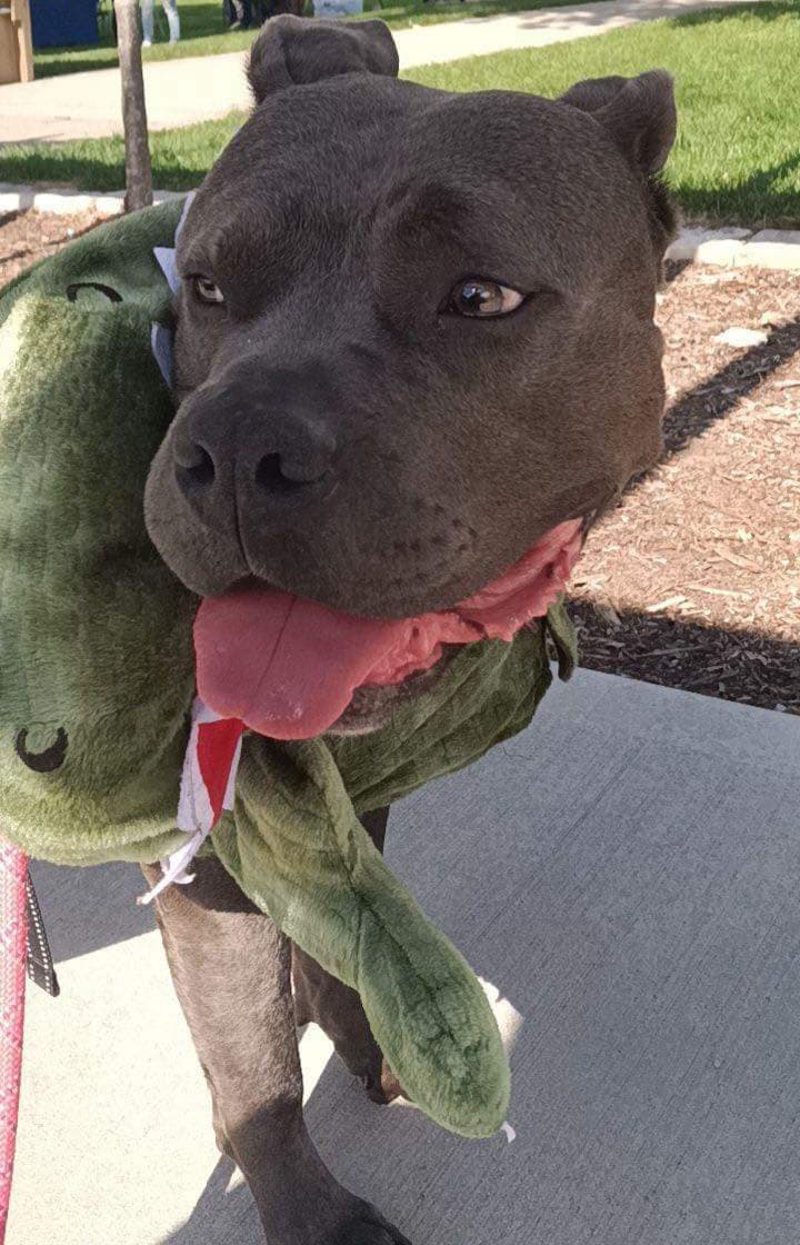 Safe Pet of the Week Boris