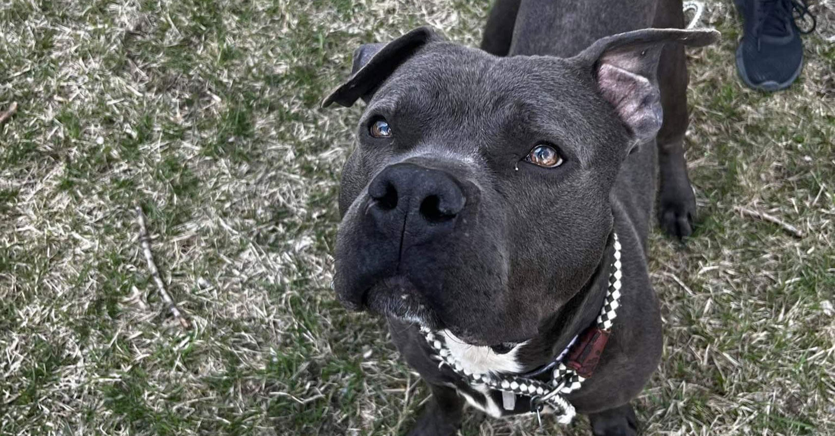 Safe Pet of the Week Boris