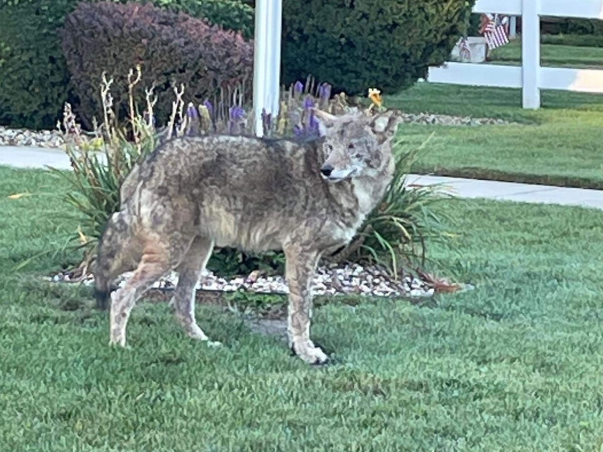 Captured Coyote, Named Mercy, Won't Be Euthanized, Chicago News