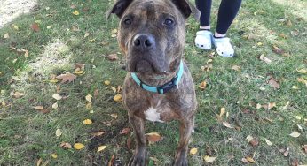 Safe Harbor/Kenosha.com Pet of the Week: Hercules