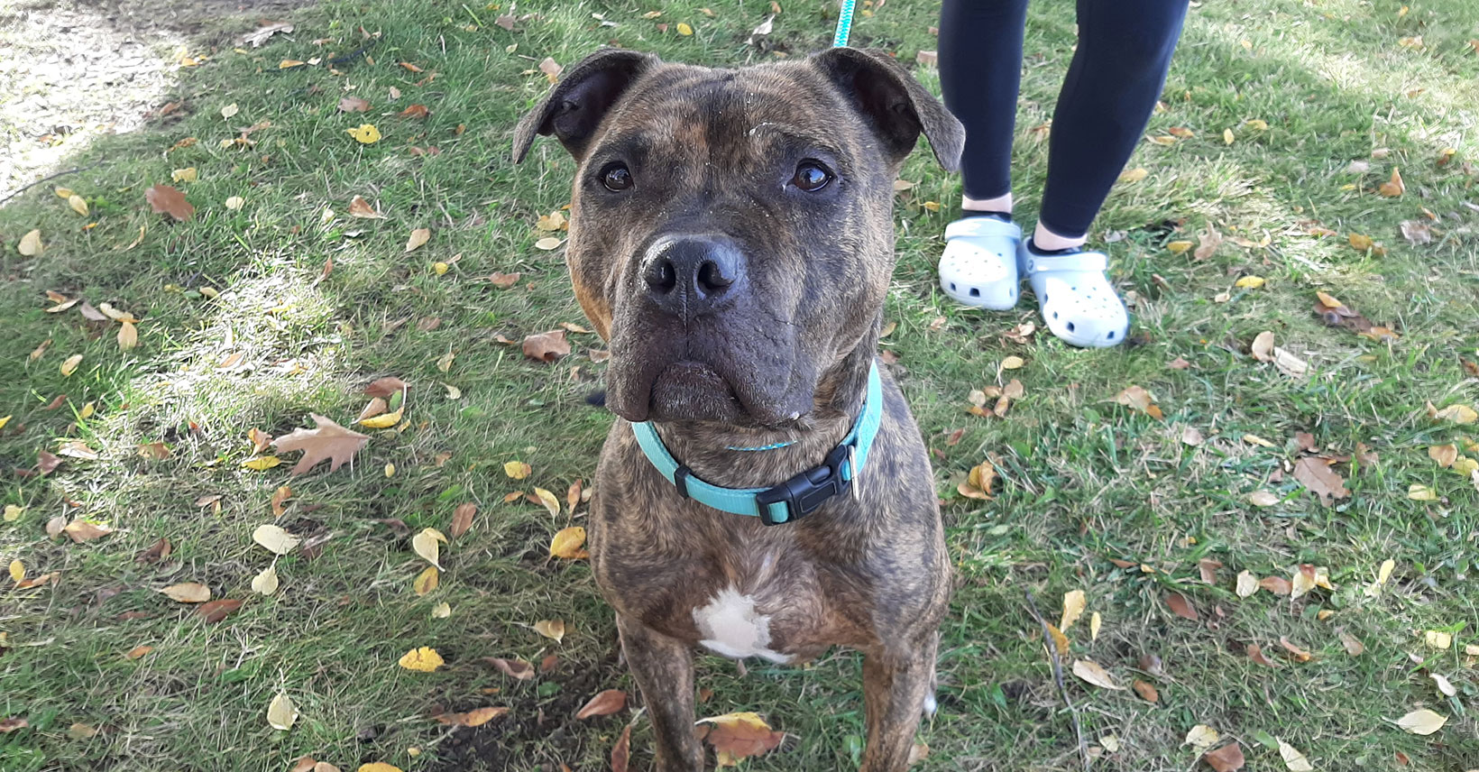 Safe Pet of the Week Hercules