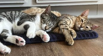 7 Kindred Kitties’ favorites at the Feline Festive Online Holiday Auction