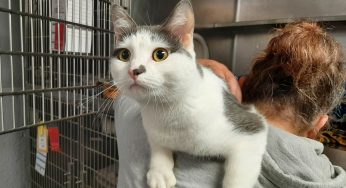 Safe Harbor/Kenosha.com Pet of the Week: Lewey
