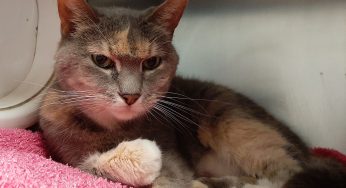 Safe Harbor/Kenosha.com Pet of the Week: Rose