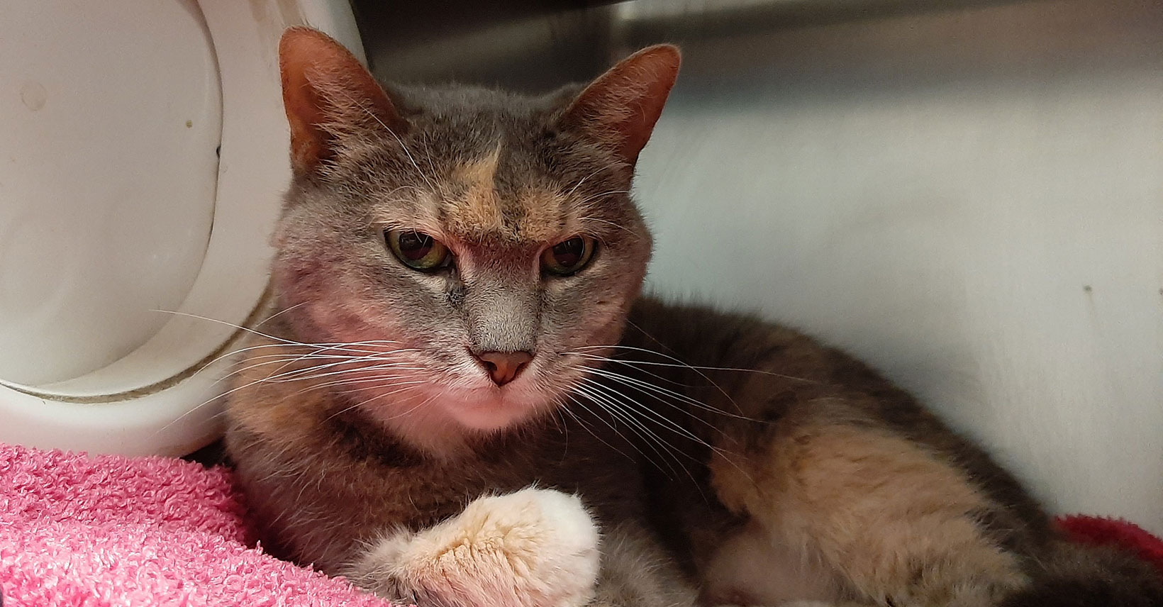 Safe Pet of the Week Rose