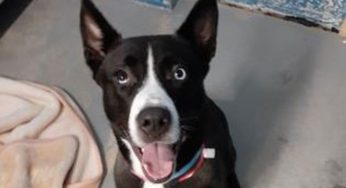 Safe Harbor/Kenosha.com Pet of the Week: Sabrina
