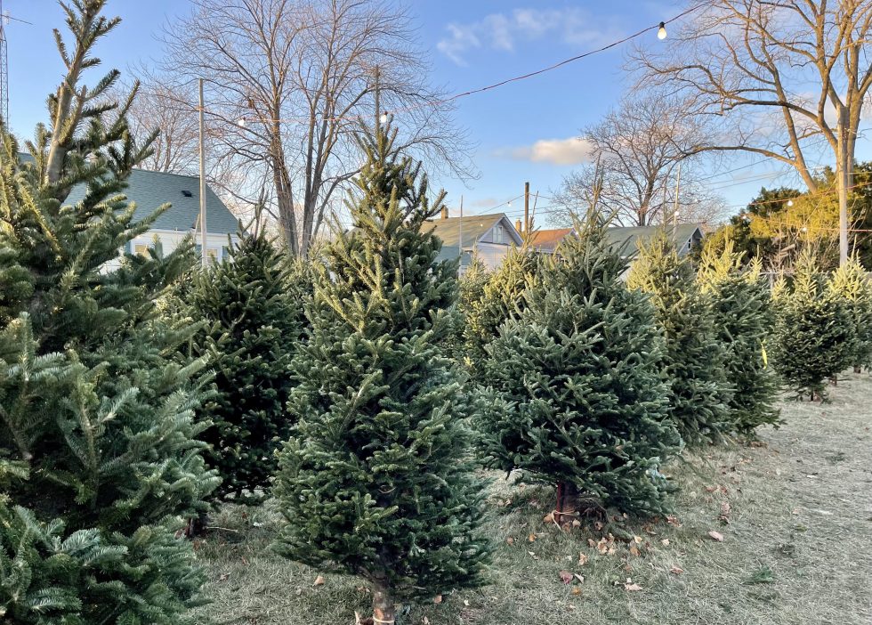 5 Christmas tree shopping tips from Gretzinger’s