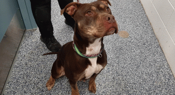 Safe Harbor/Kenosha.com Pet of the Week: Rayne