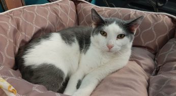 Safe Harbor/Kenosha.com Pet of the Week: Salt