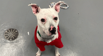 Safe Harbor/Kenosha.com Pet of the Week: Sinjin