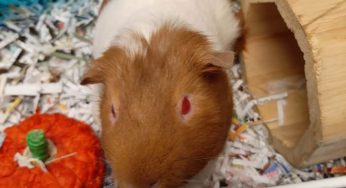 Safe Harbor/Kenosha.com Pet of the Week: Tyrone