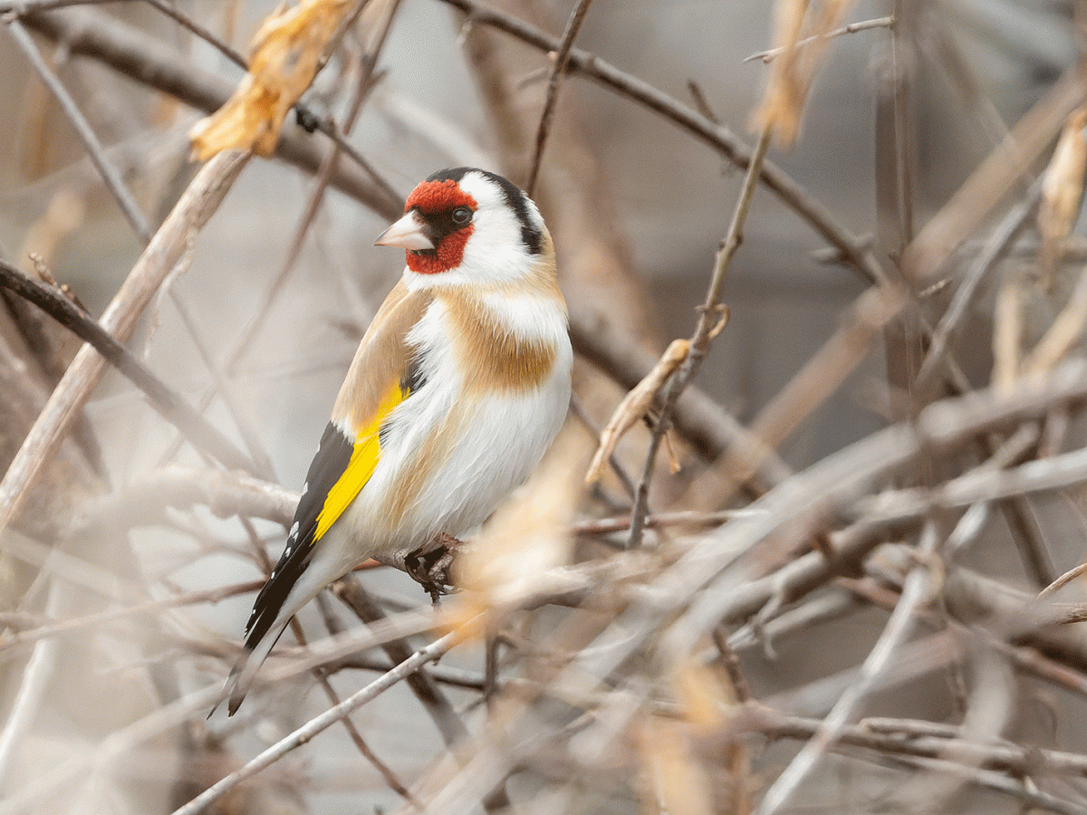 European Goldfinch
