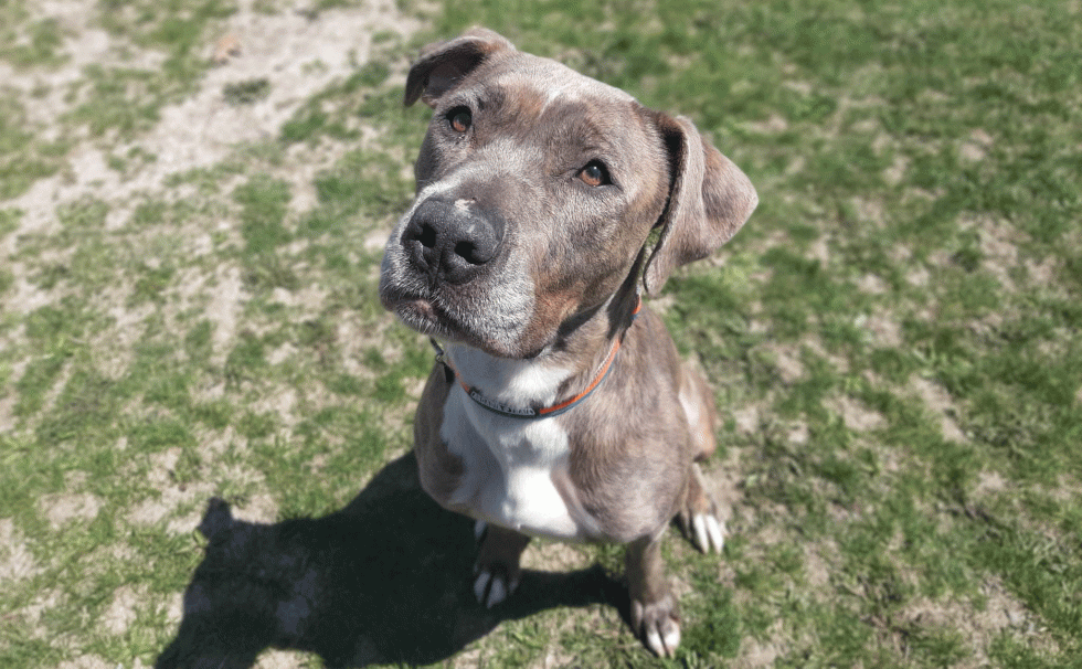 Safe Pet of the Week Zero