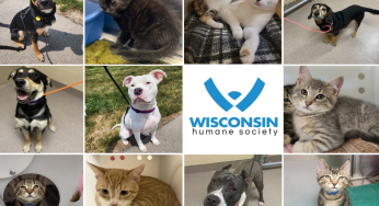The Wisconsin Humane Society Kenosha Campus opens up adoptions June 26