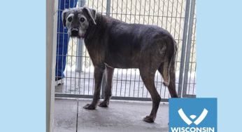 Kenosha.com’s Pet of the Week: Stanley