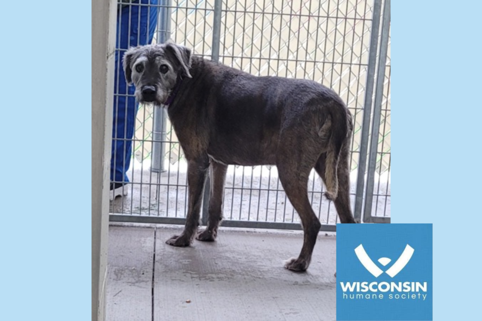 Pet of the Week Stanley