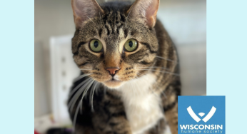 Kenosha.com’s Pet of the Week: Ducey