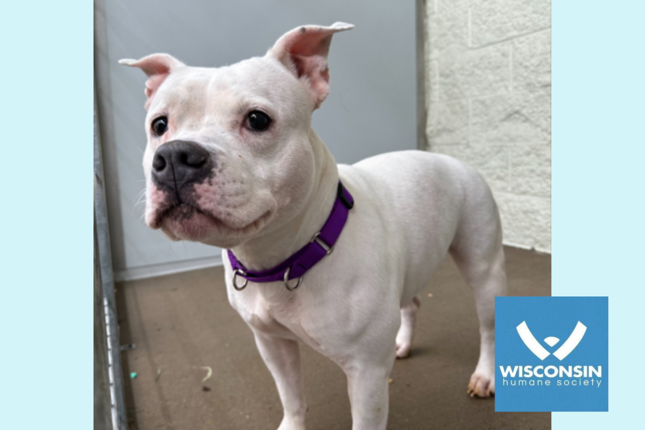 Pet of the Week Snow!