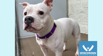Kenosha.com’s Pet of the Week: Snow!