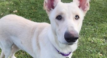 KENOSHA.COM’S PET OF THE WEEK: MANILA!