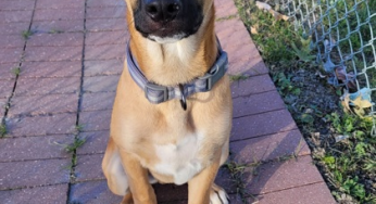 KENOSHA.COM’S PET OF THE WEEK: MILO!