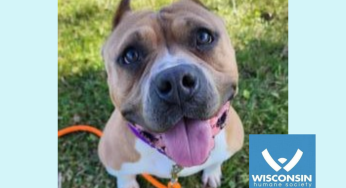 KENOSHA.COM’S PET OF THE WEEK: ORCHID!