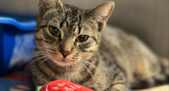 Kenosha.com’s Pet of the Week: Cinder!