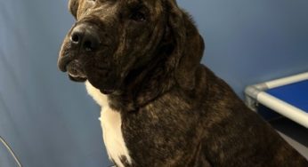 Kenosha.com’s Pet of the Week: Bart!