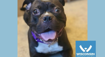Kenosha.com’s Pet of the Week: Penny!