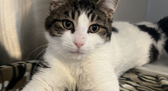 Kenosha.com’s Pet of the Week: Bonk!