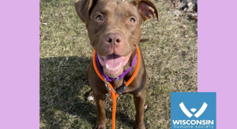 Kenosha.com’s Pet of the Week: Hazel!