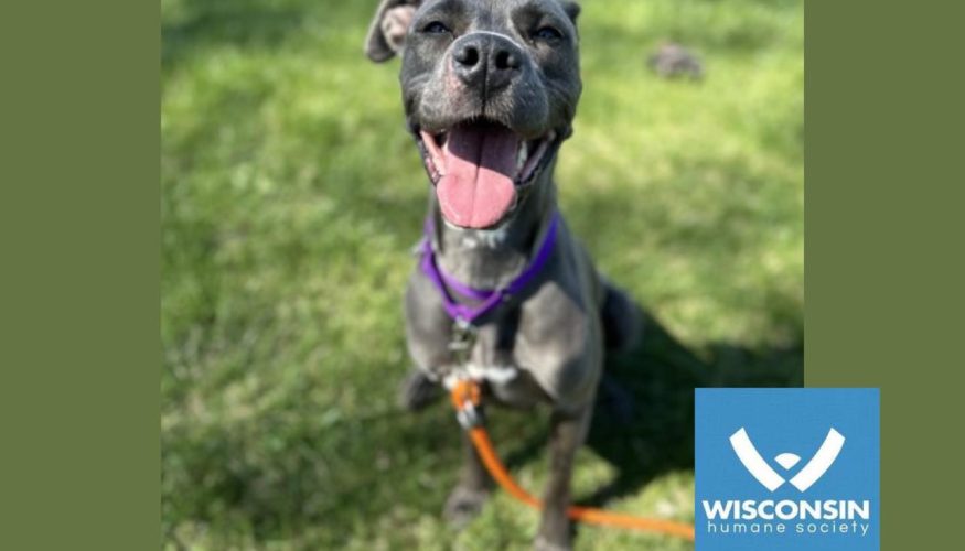 Christmas Lane Brightens Spirits