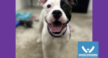 Kenosha.com’s Pet of the Week: Moonlight