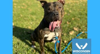Kenosha.com’s Pet of the Week: Duke!