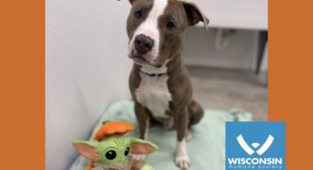 Kenosha.com’s Pet of the Week: Kurt