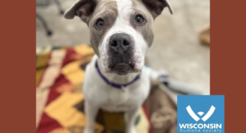 Kenosha.com’s Pet of the Week: Sassy
