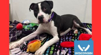 Kenosha.com’s Pet of the Week: Lapis
